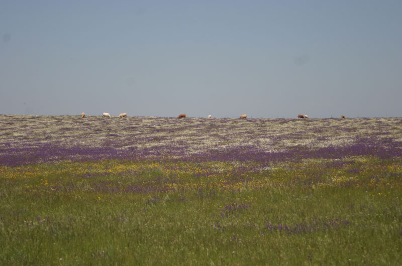 Primavera en los Llanos