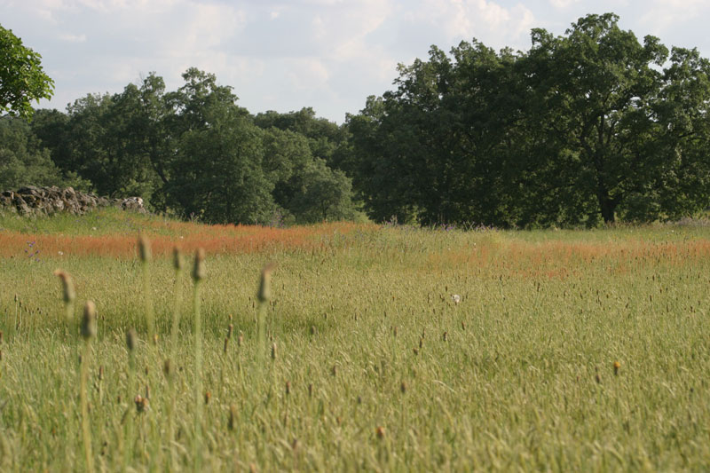 Verano, Bosque Serrano