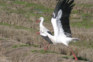 Cigüeña Blanca