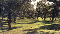 paisaje la dehesa