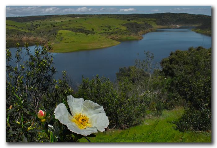 La jara y el río