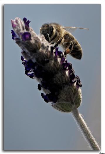 Abeja y lavanda