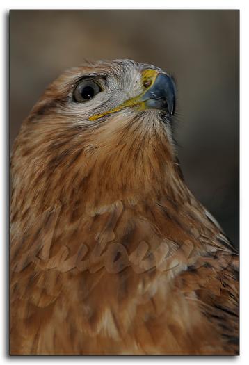 La mirada del águila