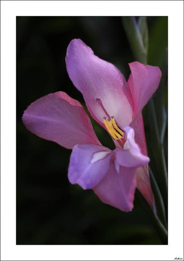 Gladiolus illyricus