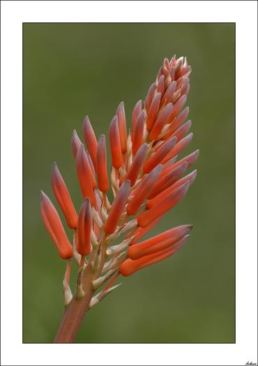 Aloe vera.