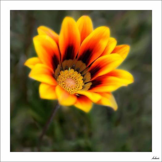 la gazania