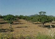 foto de plantación