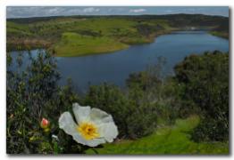 La jara y el río