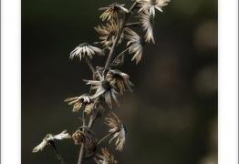 Restos del otoño