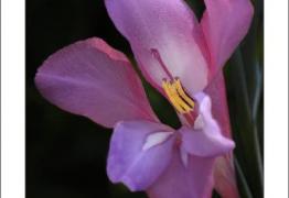 Gladiolus illyricus