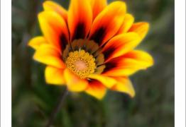 la gazania